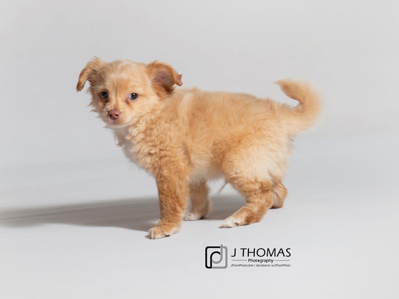 Pomeranian Mix-DOG-Male-Cream-3163380-Petland Topeka, Kansas
