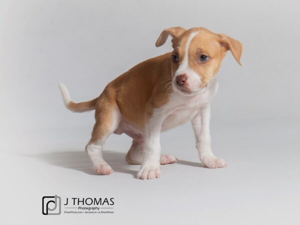 Mixed Breed DOG Male Fawn and White 18680 Petland Topeka, Kansas