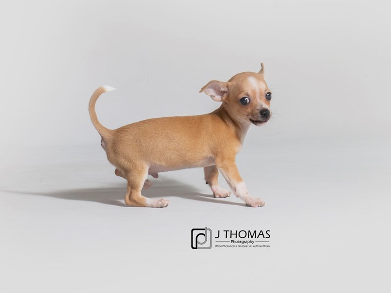 Chihuahua-DOG-Male-Fn, wh mkgs-3163198-Petland Topeka, Kansas