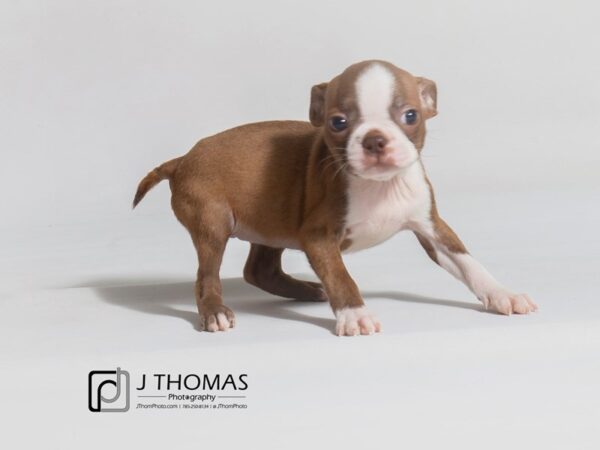 Boston Terrier DOG Female Seal and White 18678 Petland Topeka, Kansas