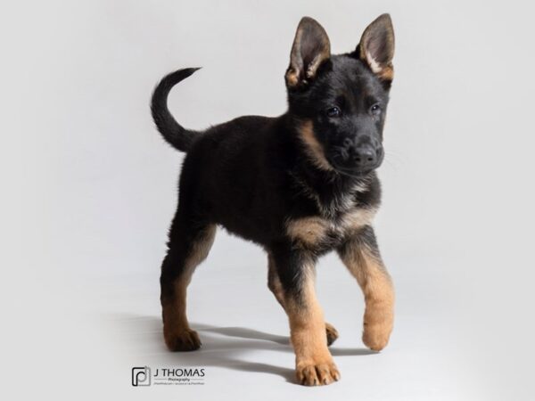 German Shepherd DOG Female Black and Tan 18677 Petland Topeka, Kansas