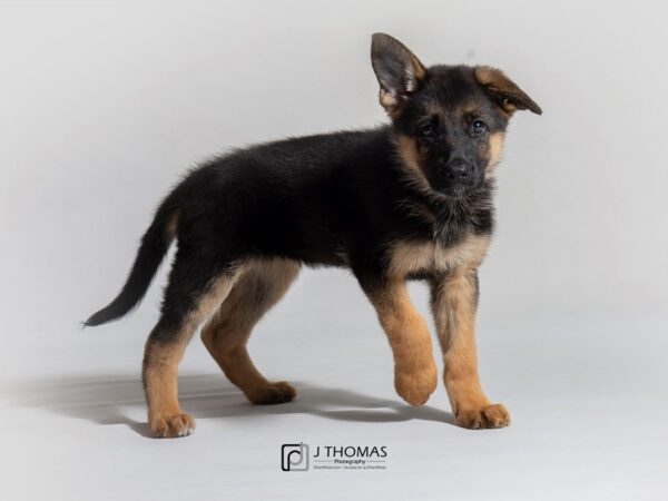 German Shepherd DOG Female Black and Tan 18676 Petland Topeka, Kansas