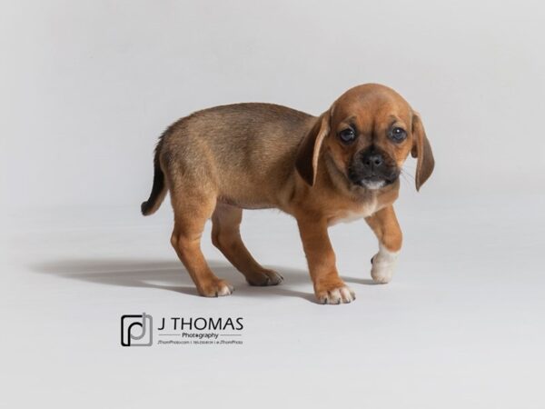 Puggle DOG Female Red 18675 Petland Topeka, Kansas