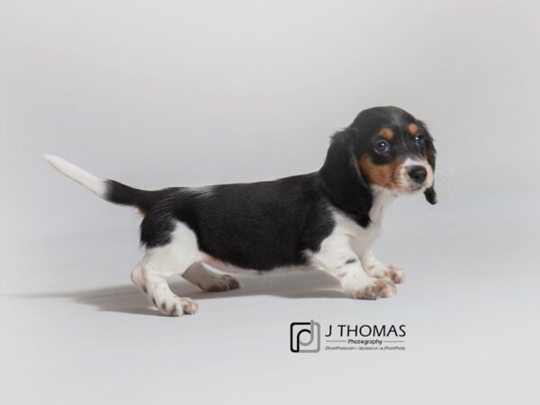 Dachshund DOG Female Black / Tan 18674 Petland Topeka, Kansas