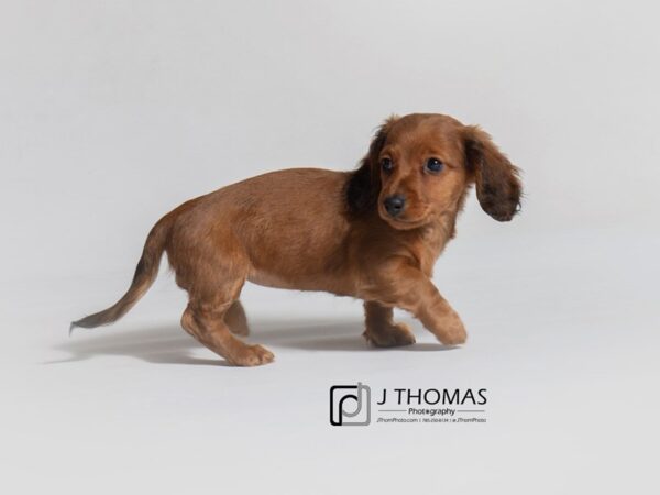 Dachshund DOG Female Red 18673 Petland Topeka, Kansas