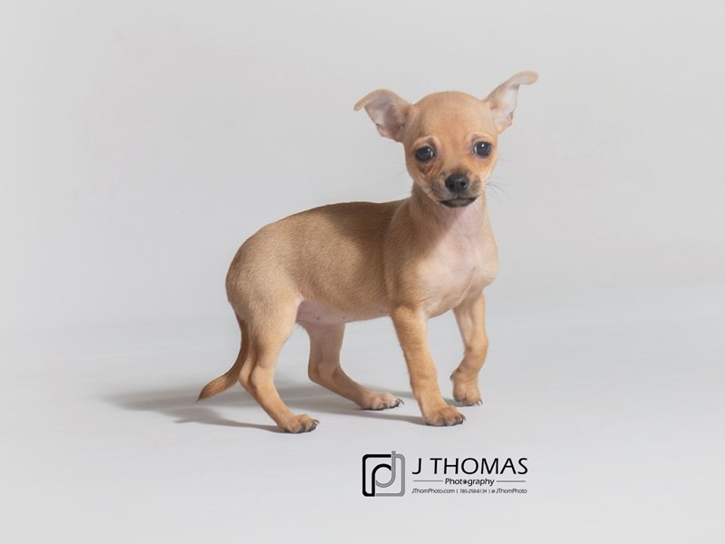Chihuahua-DOG-Female-Black / Tan-3162683-Petland Topeka, Kansas