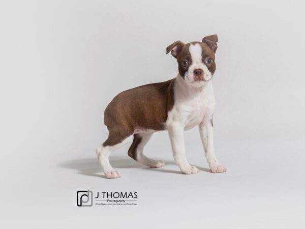 Boston Terrier DOG Female Seal / White 18671 Petland Topeka, Kansas