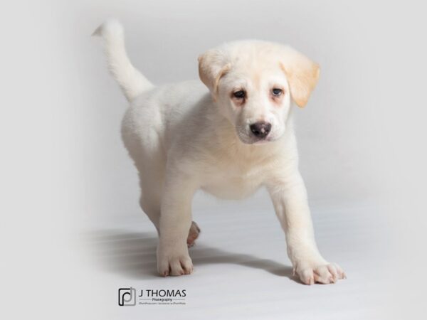 Akita-DOG-Male-White-18670-Petland Topeka, Kansas