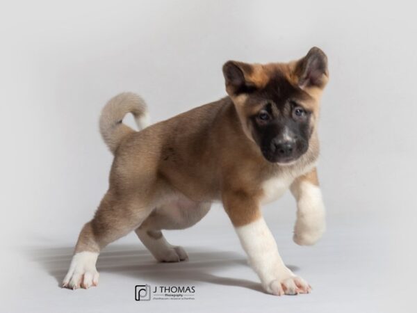 Akita DOG Female Black / Brown 18669 Petland Topeka, Kansas