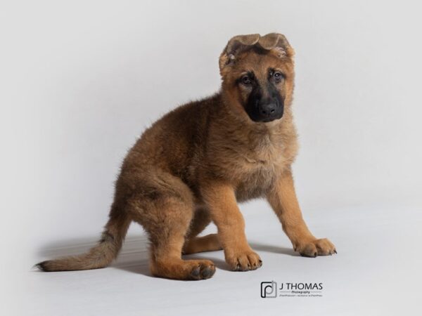 German Shepherd Dog DOG Female Sable 18668 Petland Topeka, Kansas