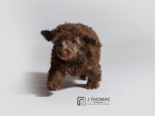 Poodle DOG Female Chocolate 18667 Petland Topeka, Kansas