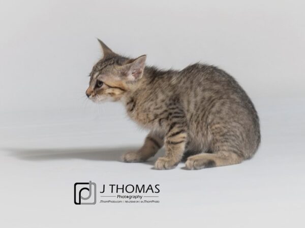 Domestic Short Hair-CAT-Male-Tabby-18666-Petland Topeka, Kansas
