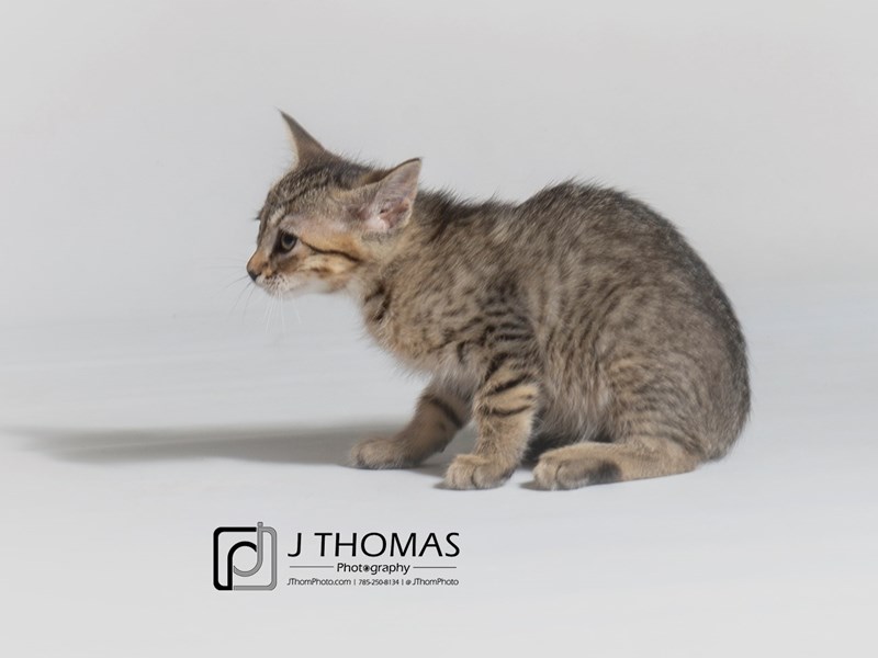 Domestic Short Hair-CAT-Male-Tabby-3162679-Petland Topeka, Kansas