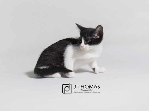 Domestic Short Hair CAT Female Black 18664 Petland Topeka, Kansas