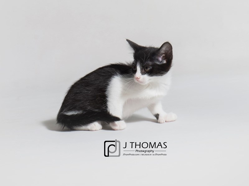 Domestic Short Hair-CAT-Female-Black-3162675-Petland Topeka, Kansas