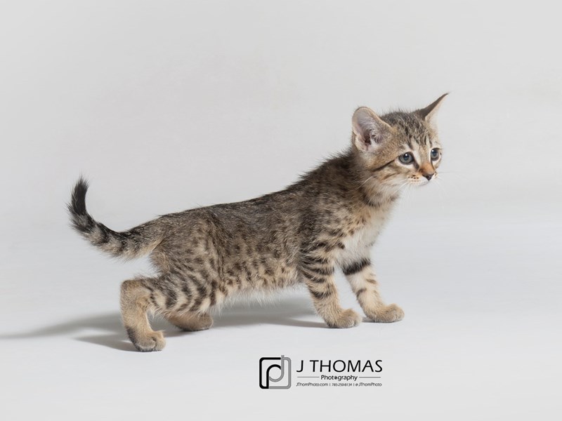 Domestic Short Hair-CAT-Female-Black Tabby-3162672-Petland Topeka, Kansas