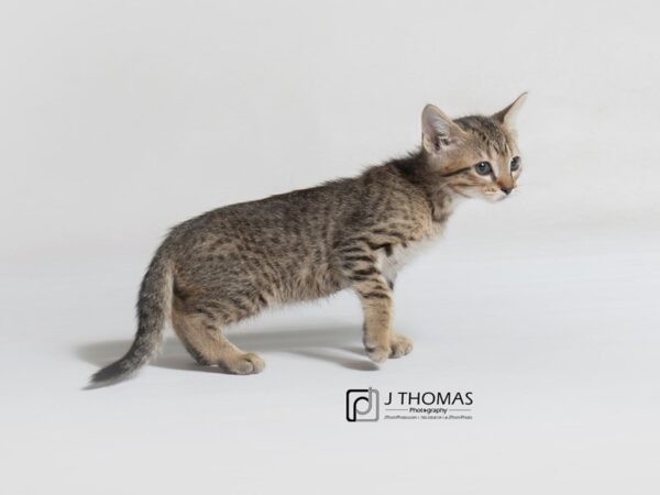 Domestic Short Hair CAT Female Tabby 18661 Petland Topeka, Kansas