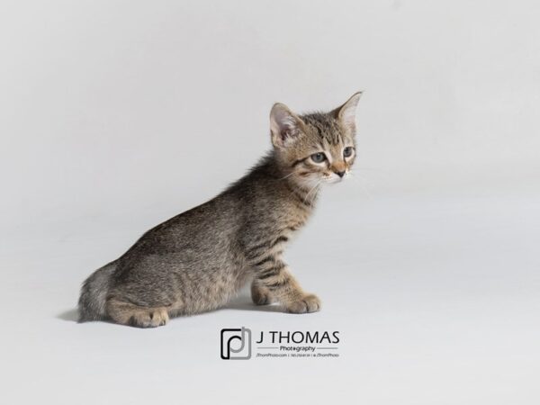 Domestic Short Hair-CAT-Female-Tabby-18660-Petland Topeka, Kansas