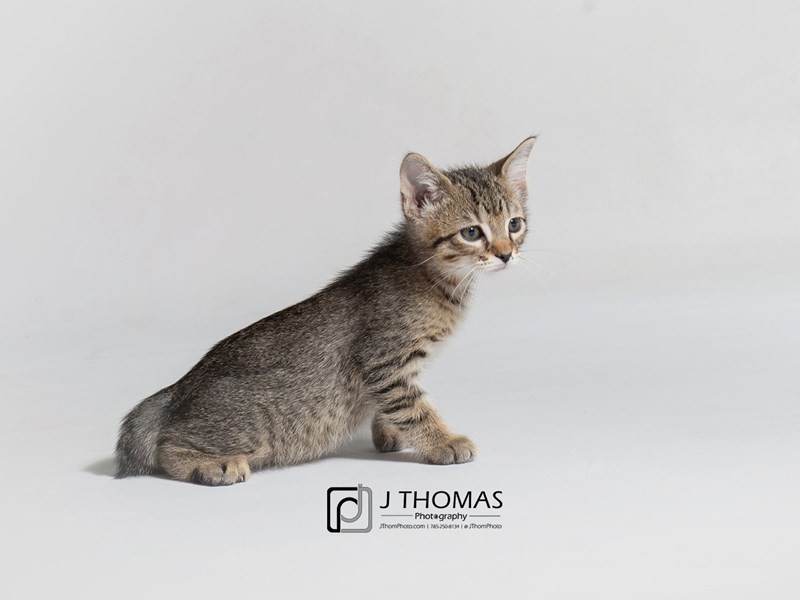 Domestic Short Hair-CAT-Female-Tabby-3162666-Petland Topeka, Kansas