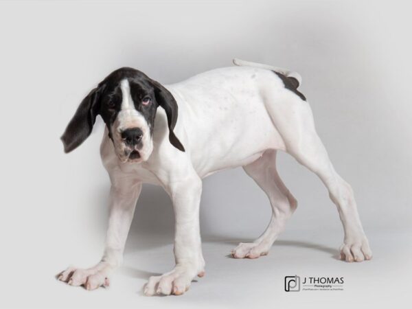 Great Dane DOG Female Black and White 18611 Petland Topeka, Kansas