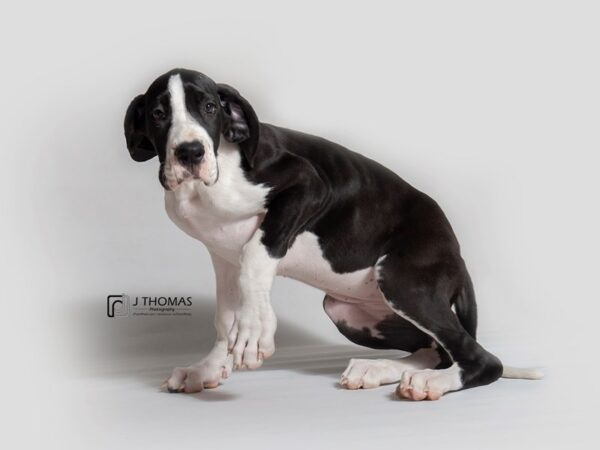 Great Dane DOG Female Black and White Mantle 18610 Petland Topeka, Kansas