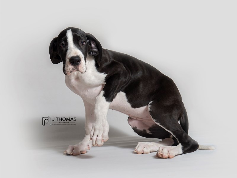 Great Dane-DOG-Female-Black and White Mantle-3127185-Petland Topeka, Kansas