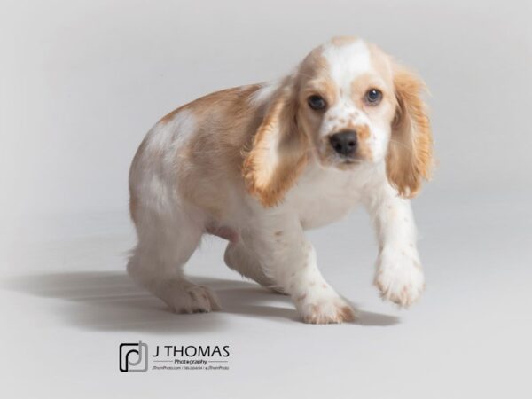 Cocker Spaniel-DOG-Male-Buff / White-18604-Petland Topeka, Kansas