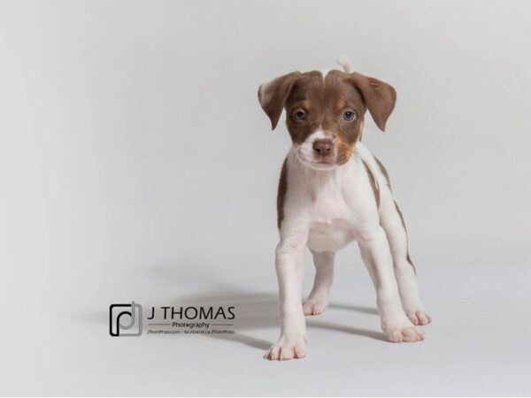 Mixed Breed DOG Female Chocolate and Tan 18682 Petland Topeka, Kansas