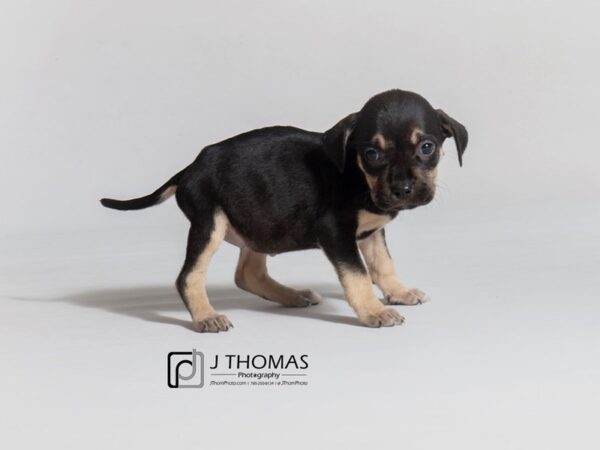 Mixed Breed DOG Female Black and Tan 18681 Petland Topeka, Kansas