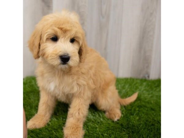 Goldendoodle Mini DOG Female Apricot 18693 Petland Topeka, Kansas