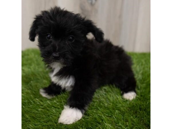 Yorkiepoo DOG Female Black 18696 Petland Topeka, Kansas