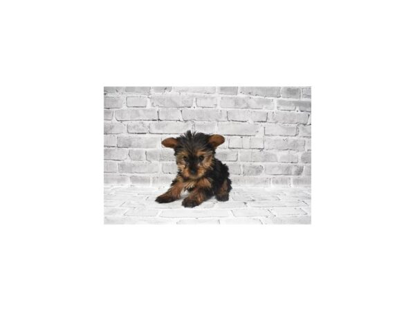 Yorkshire Terrier DOG Female Black and Tan 18702 Petland Topeka, Kansas