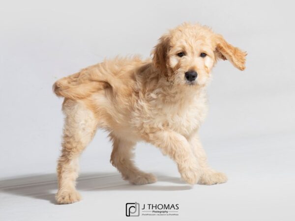 Goldendoodle-DOG-Female-Lt Golden-18707-Petland Topeka, Kansas