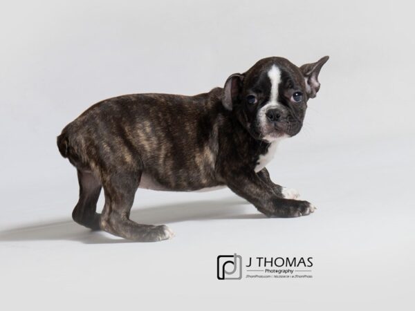 French Bulldog DOG Female Brindle and White 18706 Petland Topeka, Kansas