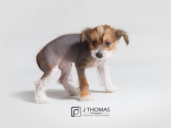 Chinese Crested DOG Female Tri Color 18703 Petland Topeka, Kansas