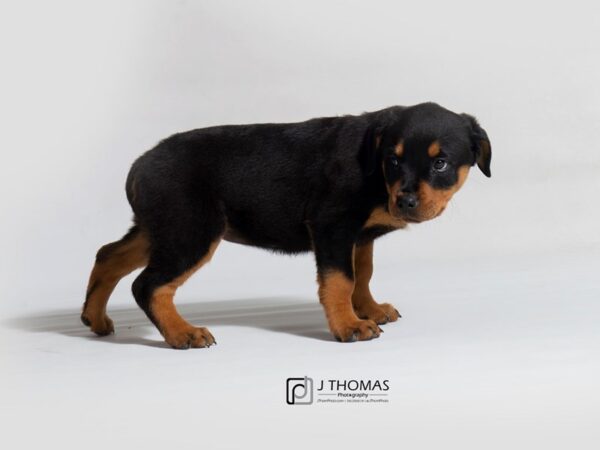 Rottweiler DOG Female Black and Mahogany 18701 Petland Topeka, Kansas