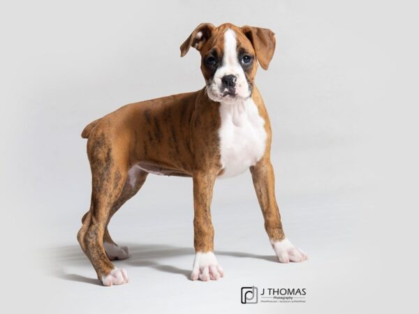 Boxer DOG Female Brindle 18700 Petland Topeka, Kansas