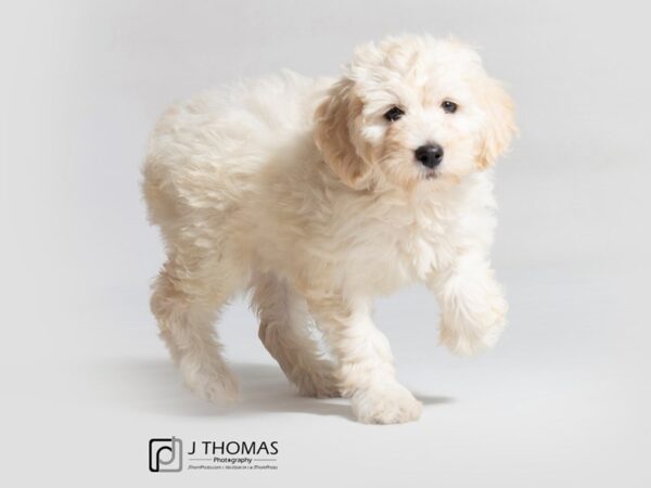 Goldendoodle Mini DOG Female Cream 18694 Petland Topeka, Kansas