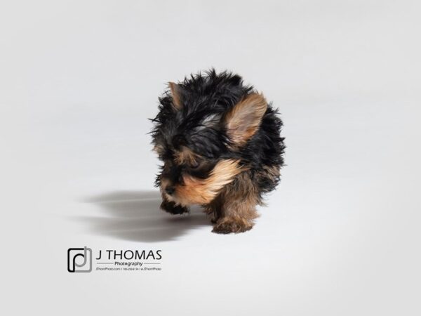 Yorkshire Terrier DOG Female Black / Tan 18692 Petland Topeka, Kansas