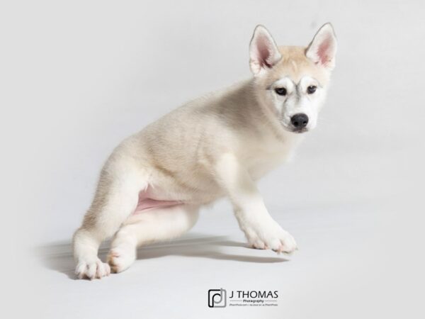 Siberian Husky DOG Female Sable / White 18691 Petland Topeka, Kansas