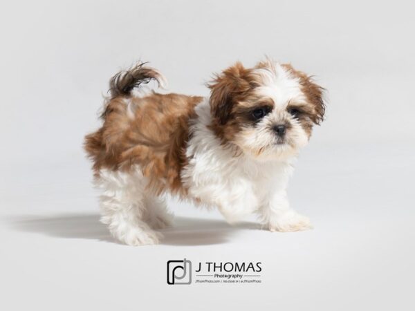 Shih Tzu-DOG-Female-Gold / White-18689-Petland Topeka, Kansas