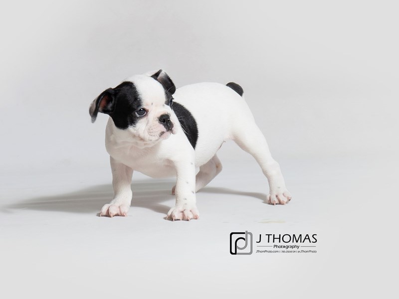 French Bulldog-DOG-Female-Black-3172399-Petland Topeka, Kansas