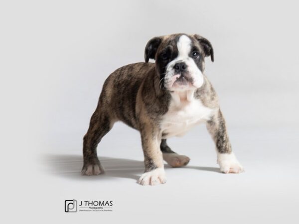 Bulldog DOG Male Fawn Brindle 18686 Petland Topeka, Kansas