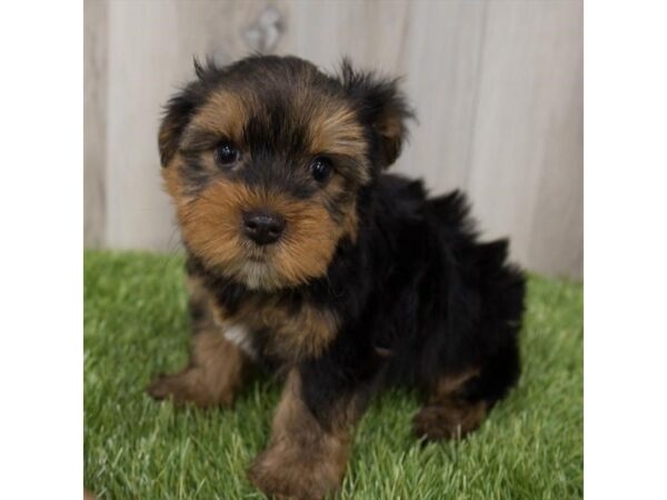 Yorkshire Terrier-DOG-Male-Black / Tan-18716-Petland Topeka, Kansas