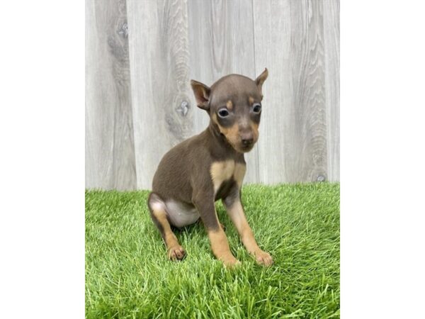 Miniature Pinscher DOG Female Black / Rust 18714 Petland Topeka, Kansas