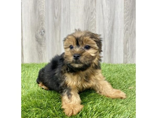 Yorkshire Terrier DOG Female Black / Tan 18715 Petland Topeka, Kansas