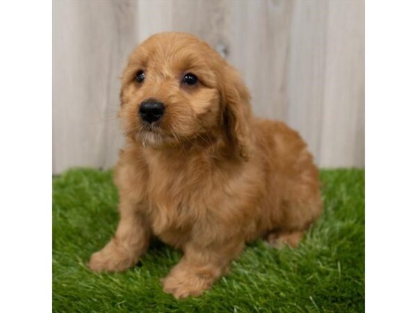 Goldendoodle Mini DOG Female Red 18717 Petland Topeka, Kansas