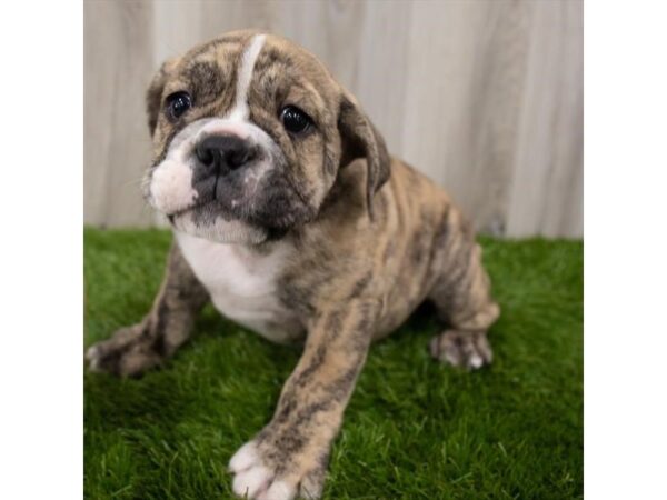 Bulldog DOG Male Brindle / White 18713 Petland Topeka, Kansas