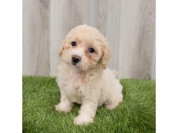 Bichapoo DOG Female Cream 18718 Petland Topeka, Kansas