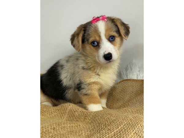 Corgle DOG Female Blue Merle White / Tan 18719 Petland Topeka, Kansas